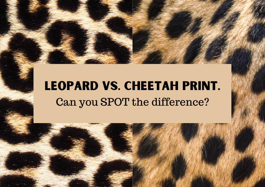 Leopard vs. cheetah print. Can you SPOT the difference?